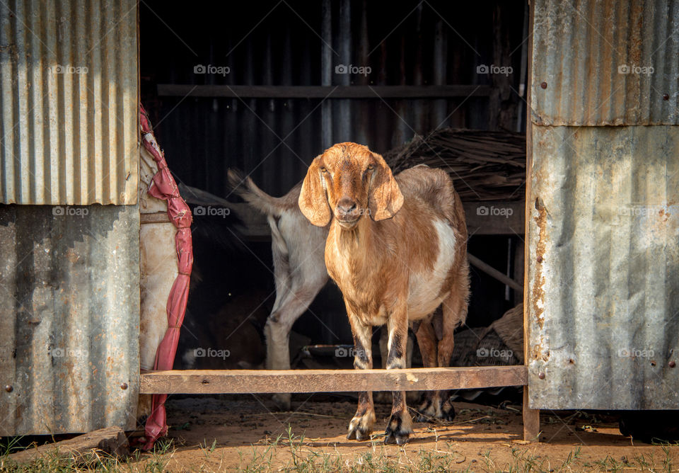 Framed goat portrait