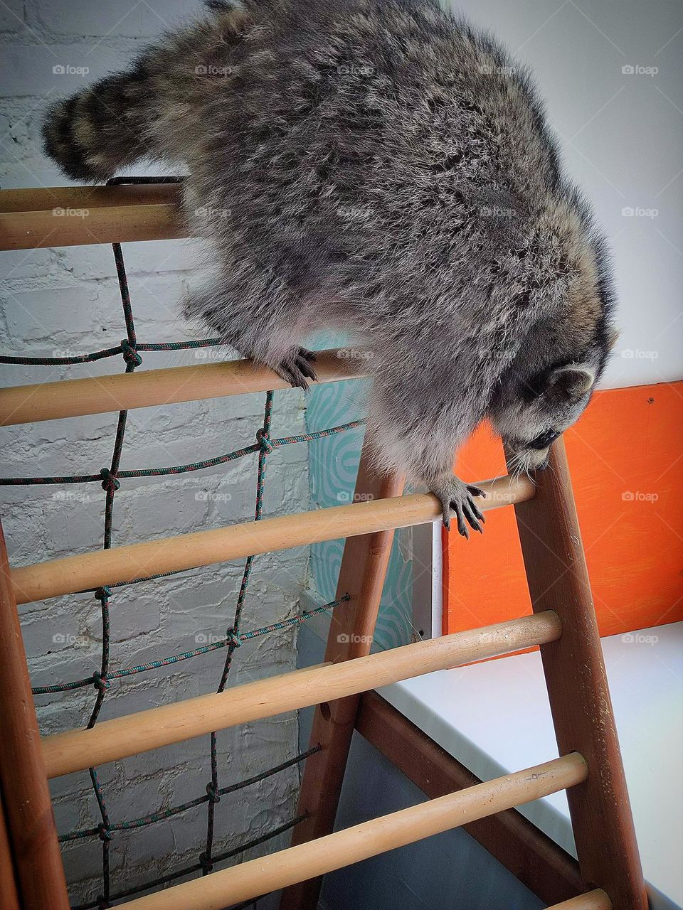 Sport.  The raccoon is training.  A raccoon walks up a wooden ladder