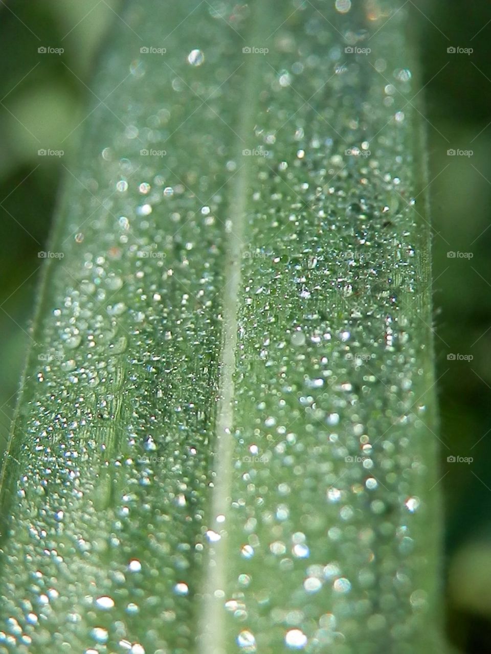 Raindrops