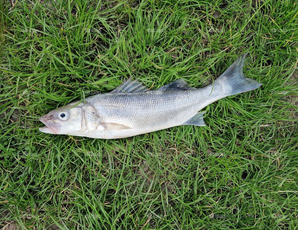 Caught Sea Bass with open mouth