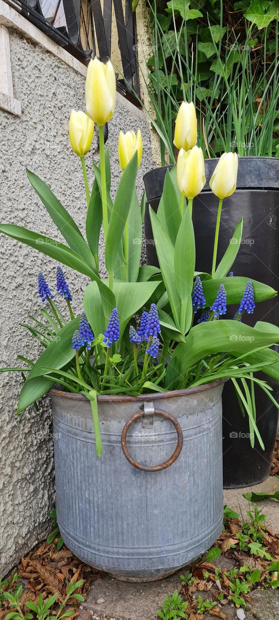 Garten Blumen