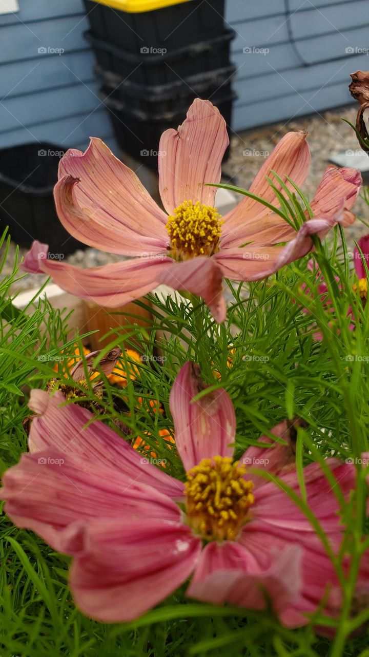 Two pastel colored flowers