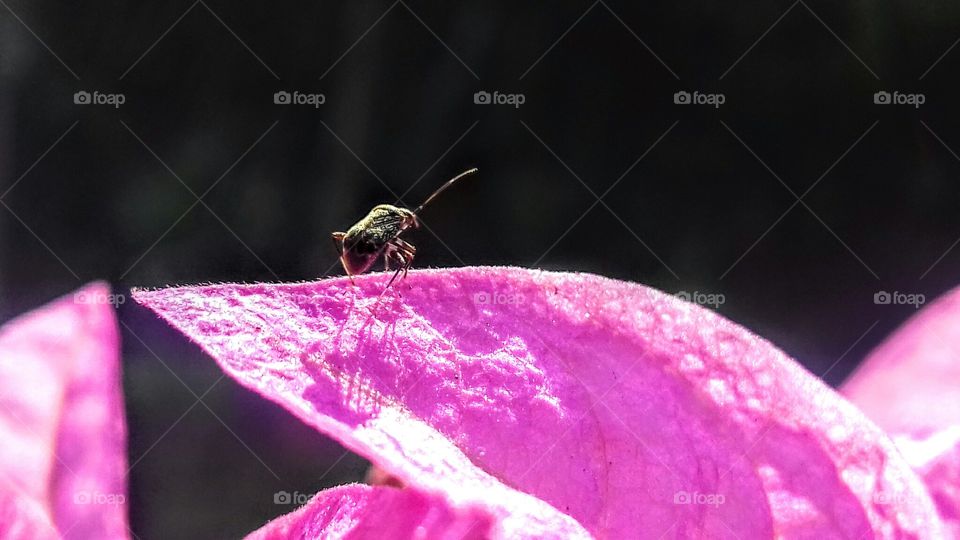 Nature, Insect, Flower, No Person, Leaf