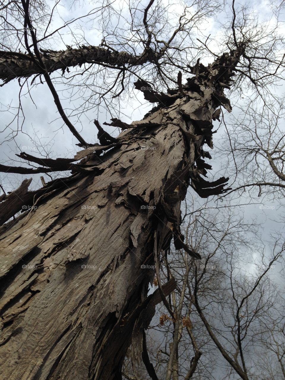 Shag bark hickory. Black and white tree 