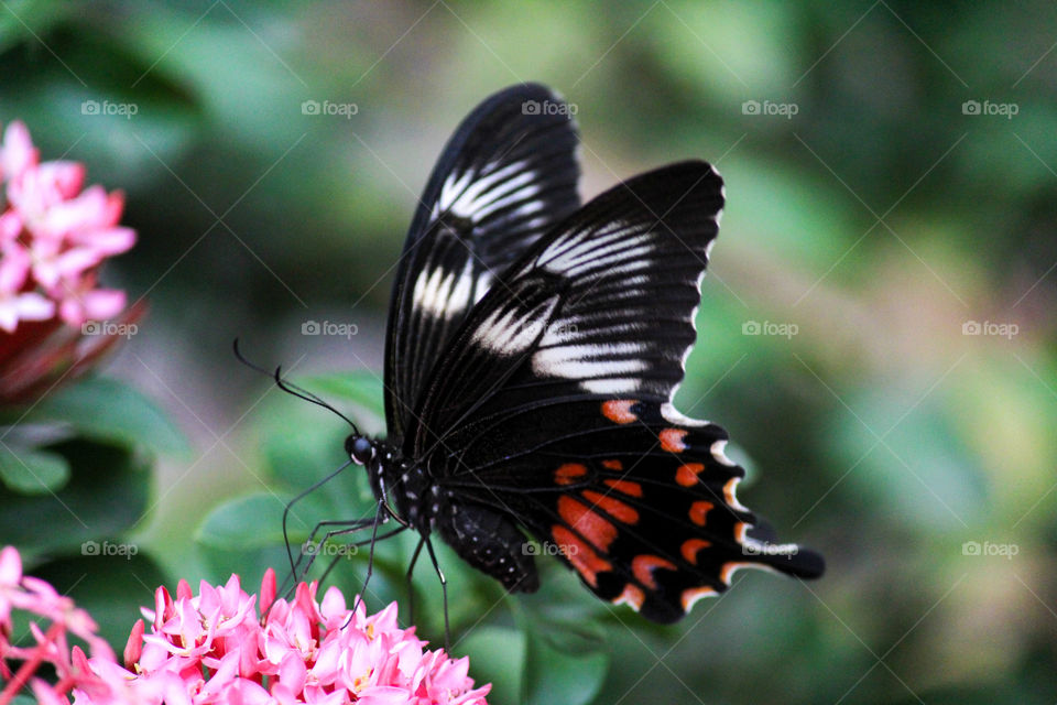 Beautiful butterfly