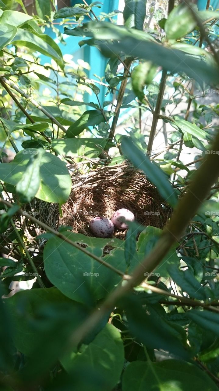 Eggs,Bird's nest