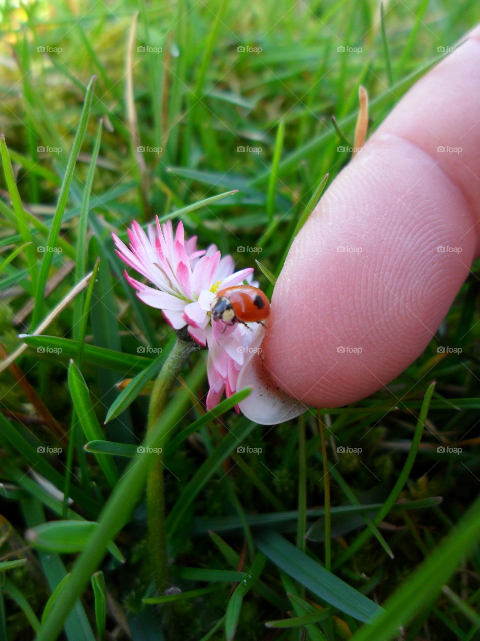 Ladybug on flower 