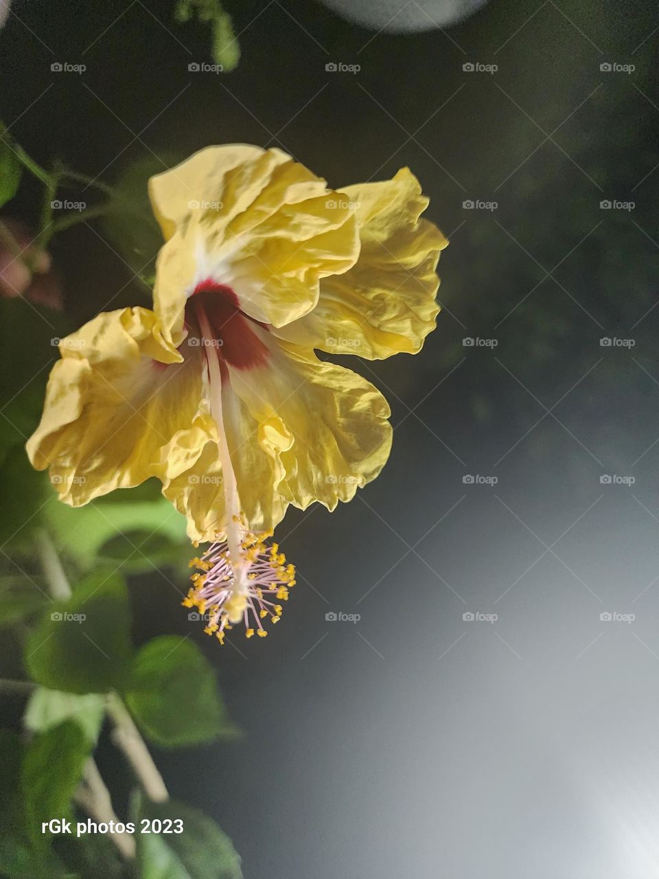 Golden yellow red hibiscus petal