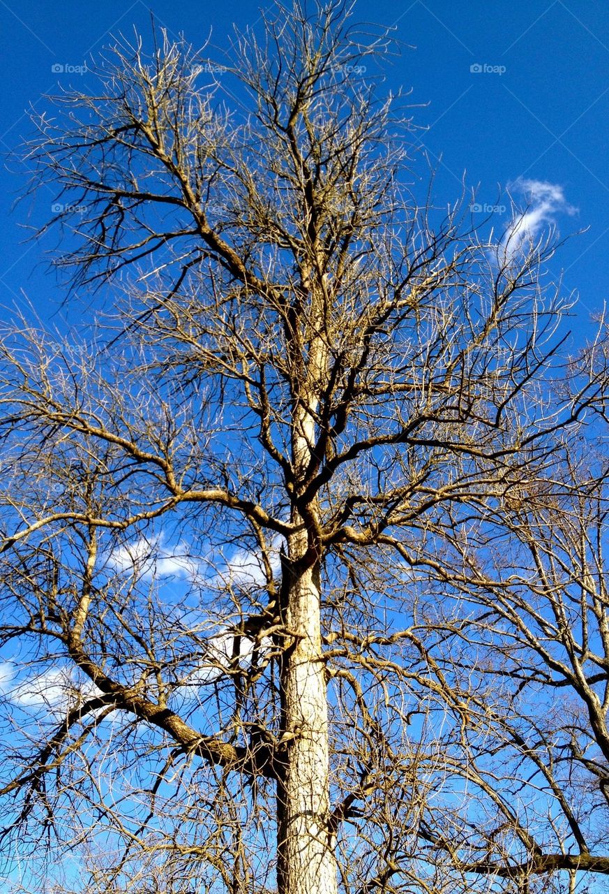 Winter tree