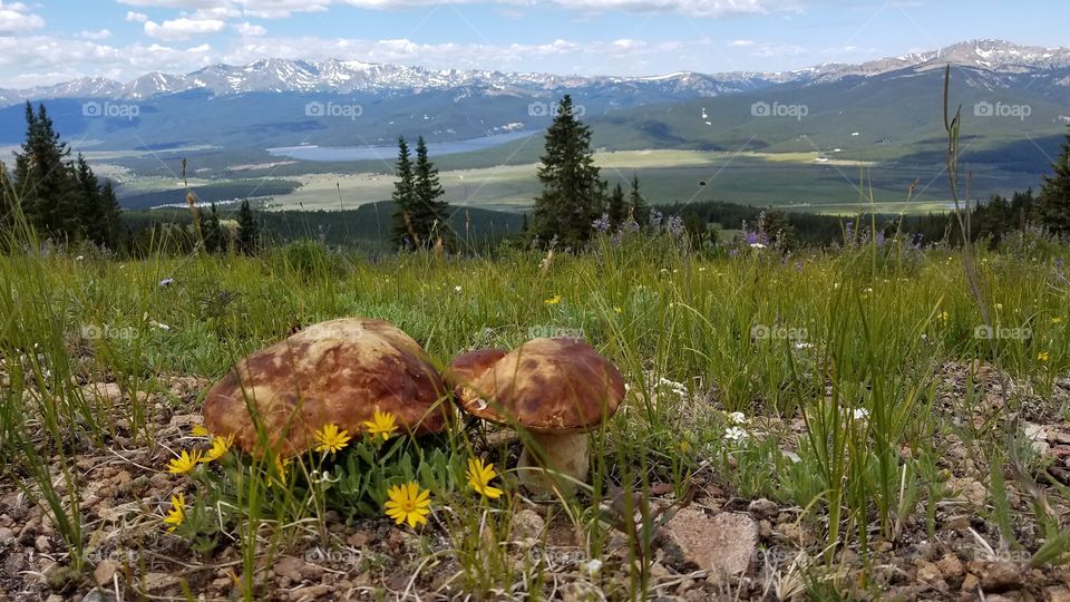 mushroom in Colorado