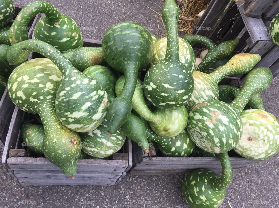 Green Gourds