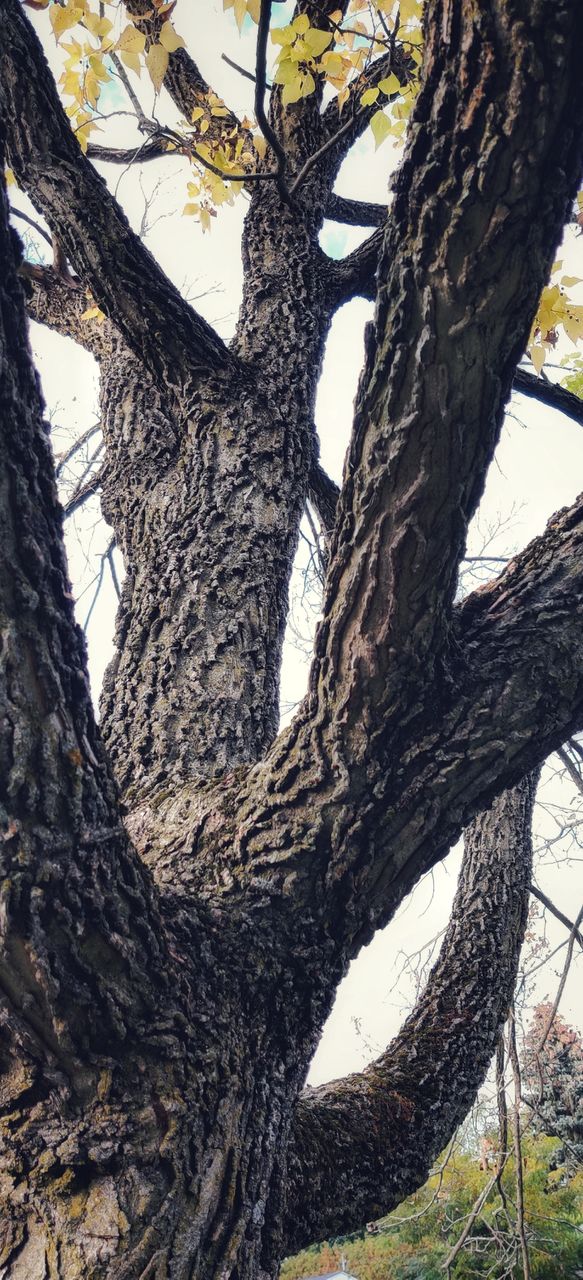 Tree trunk