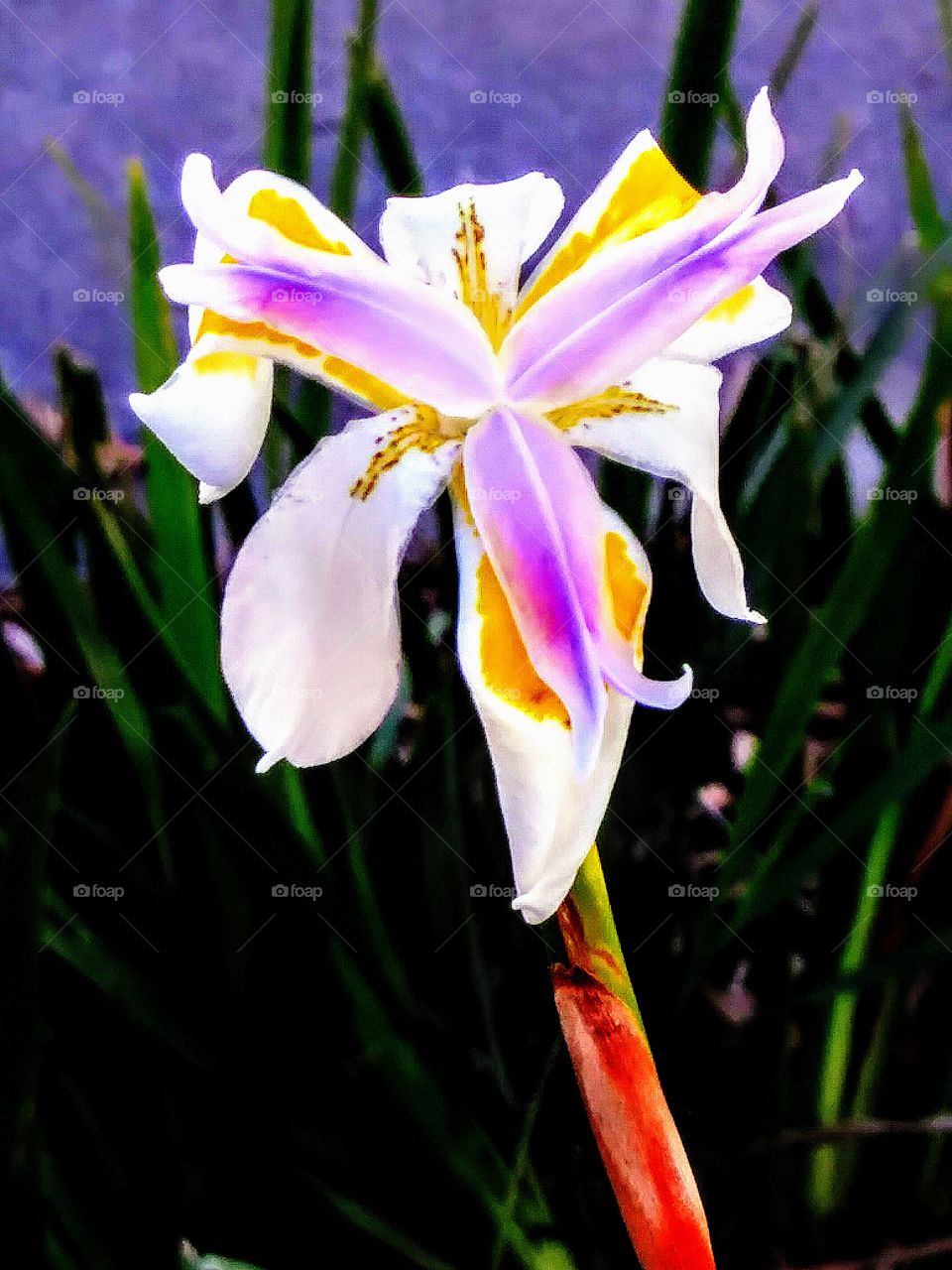 yellow purple and white flower in spring