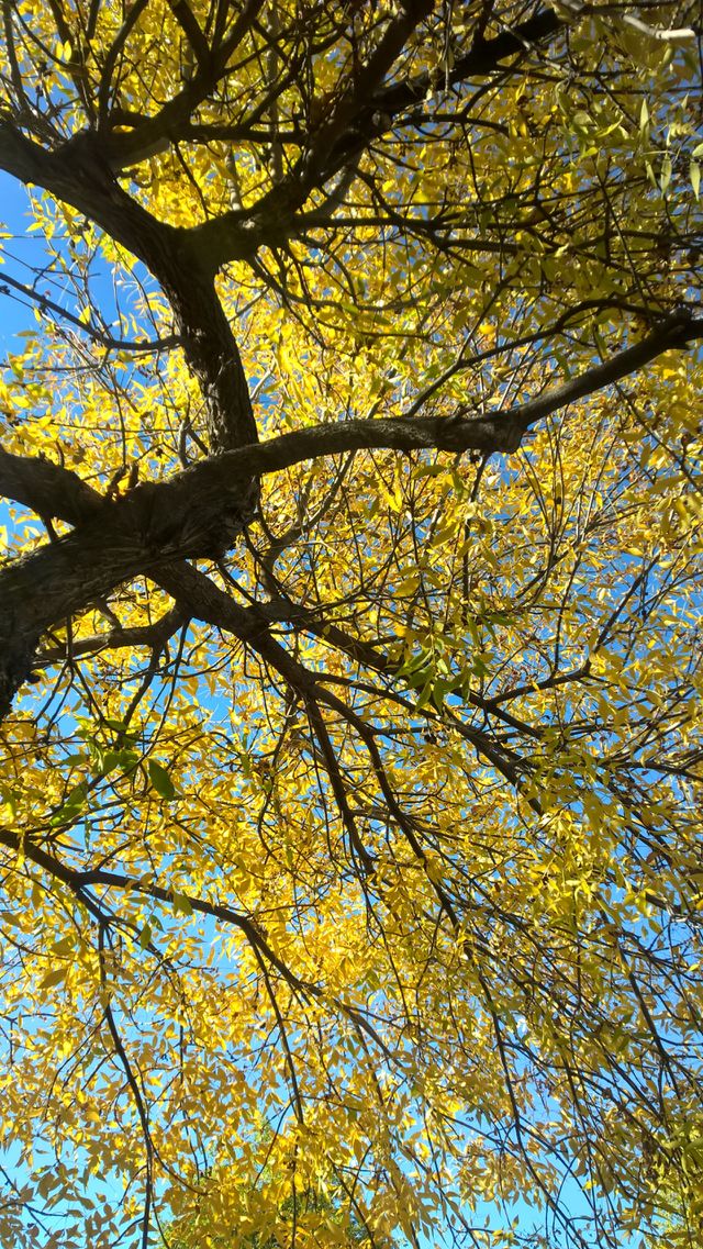 fall, Montana, Big Sky Country, Beautiful,trees,yellow,Vibrant,colors,peace,calm