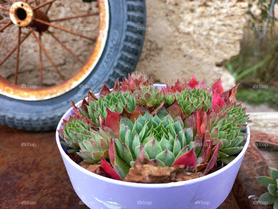 flowers,succulents chlorophytum in a pot