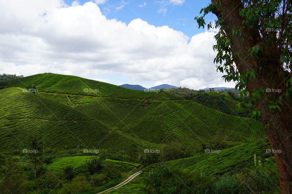 Another view in Cameron Highlands