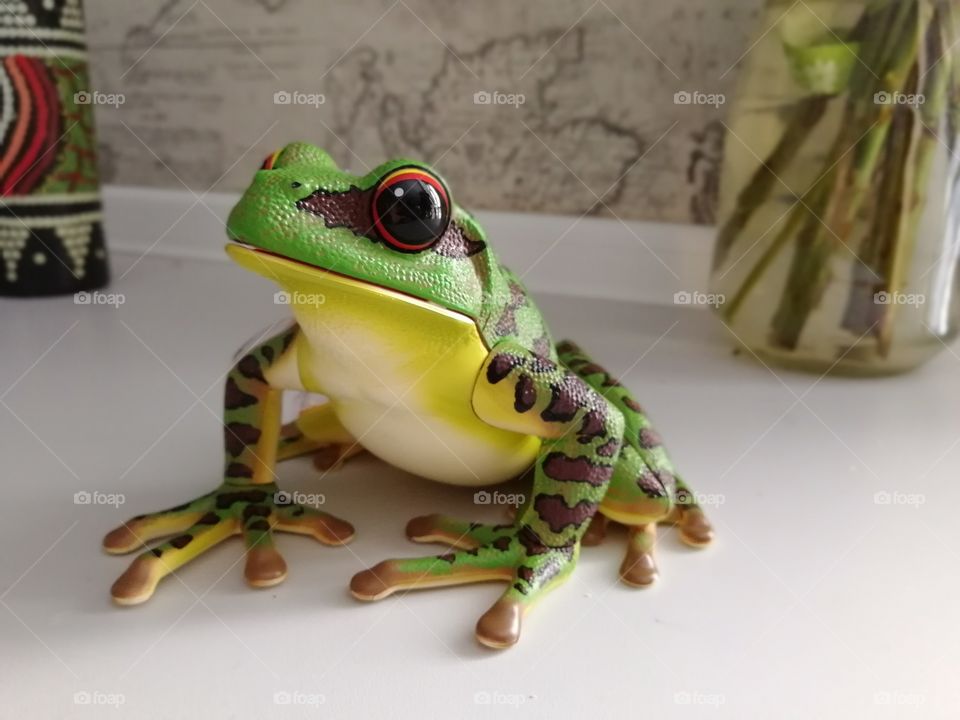 frog