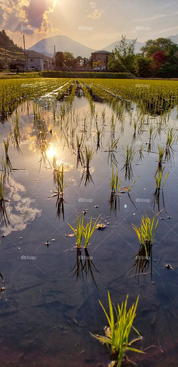 Rice field sun reflection