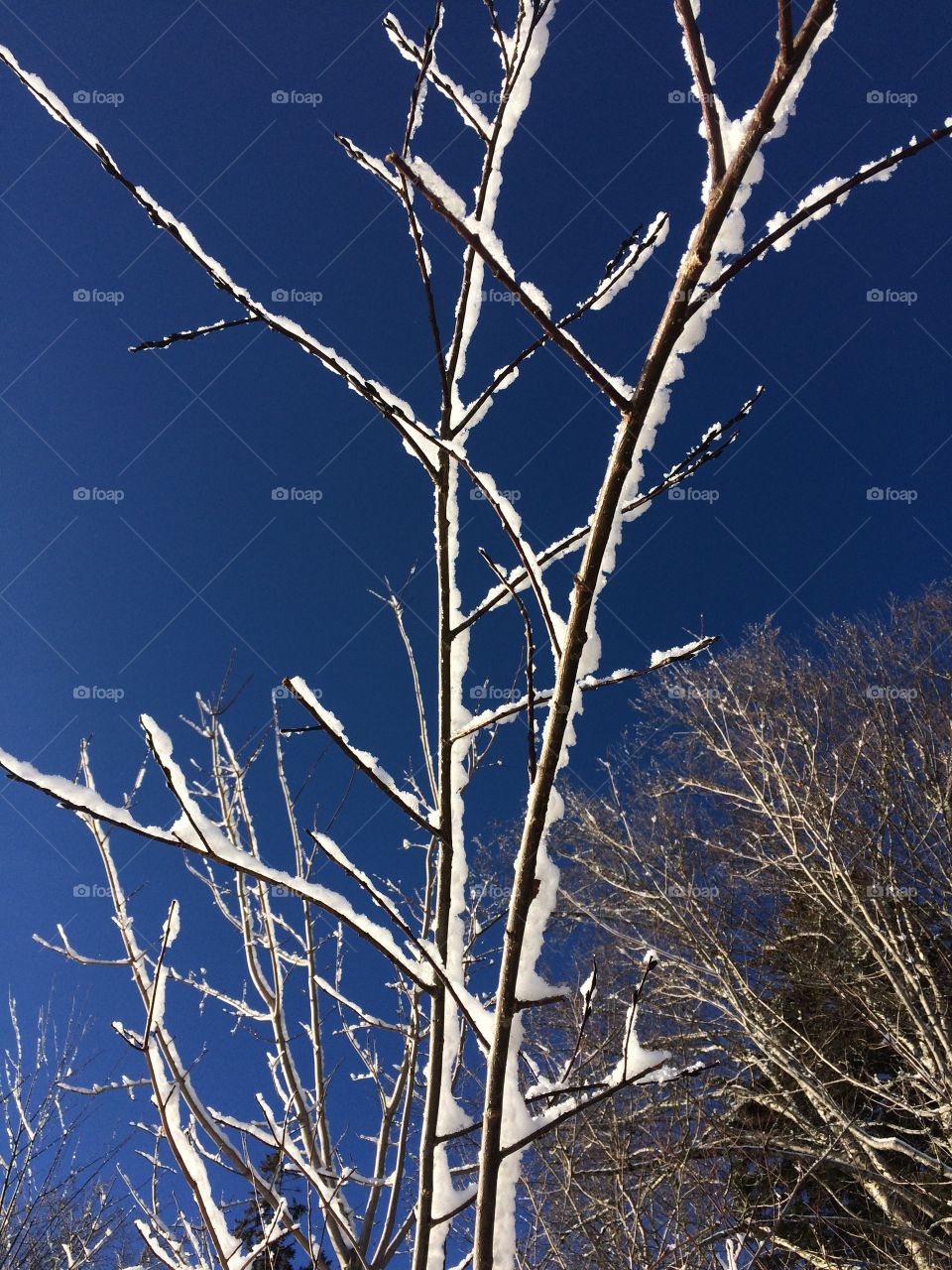 Snow covered branches