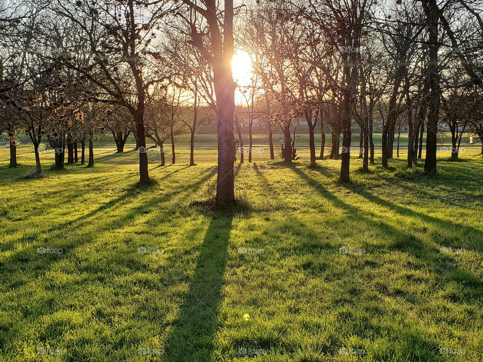 The sun illuminating from behind a grove of trees with their shadows reflecting on bright green Spring grass