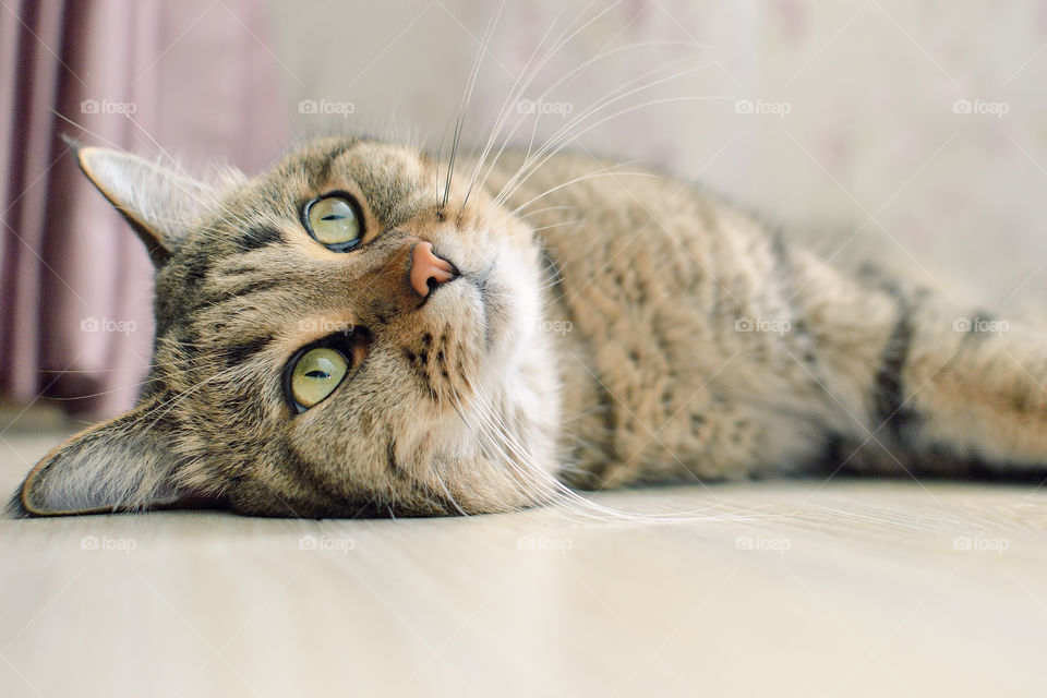 Cat lying on floor