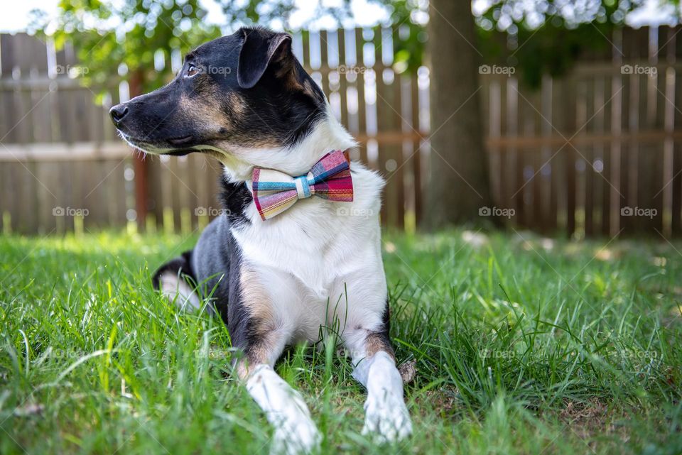 From the ground view of a pet terrier dog wearing a bow tie while laying in the grass outside 