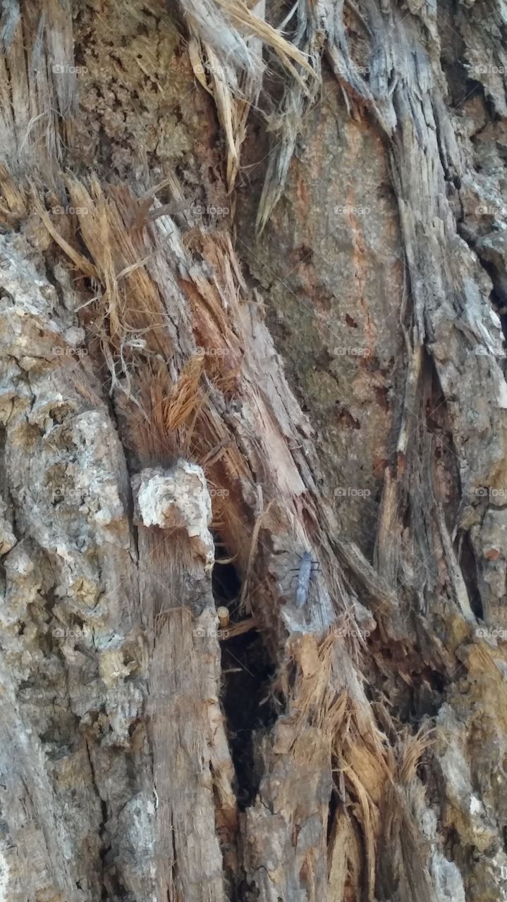 bug on a tree