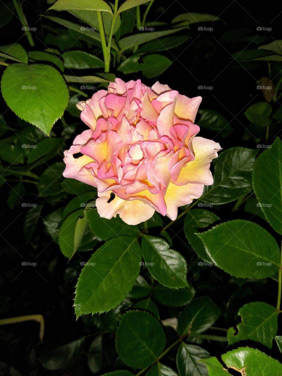 Night flower ✨✨✨