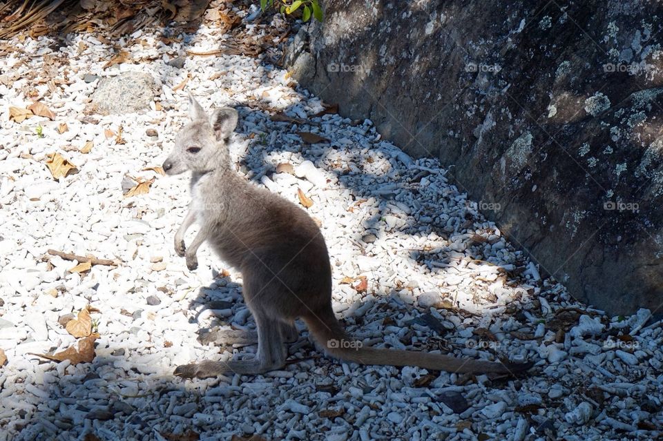 Wild baby wallaby 