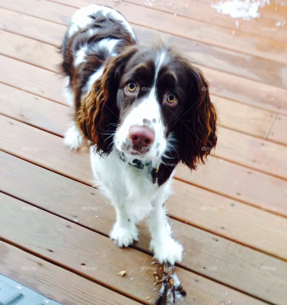 High angle view of dog