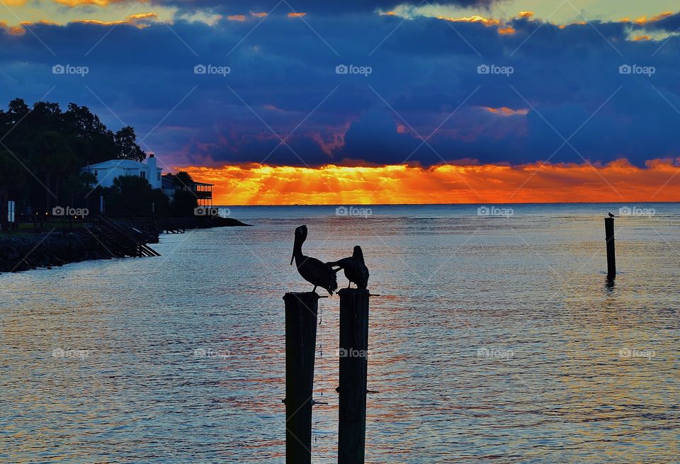 Pelicans at Sunset