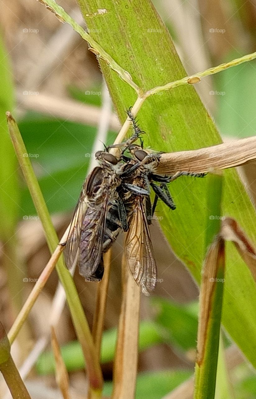 robberfly