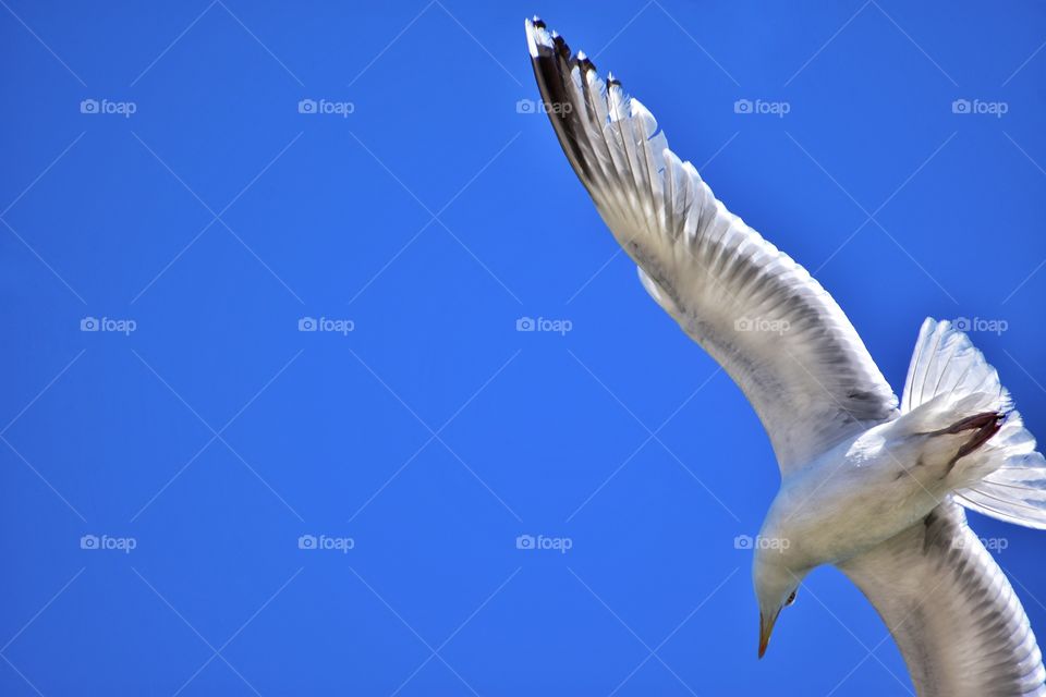 seagull on blue sky background