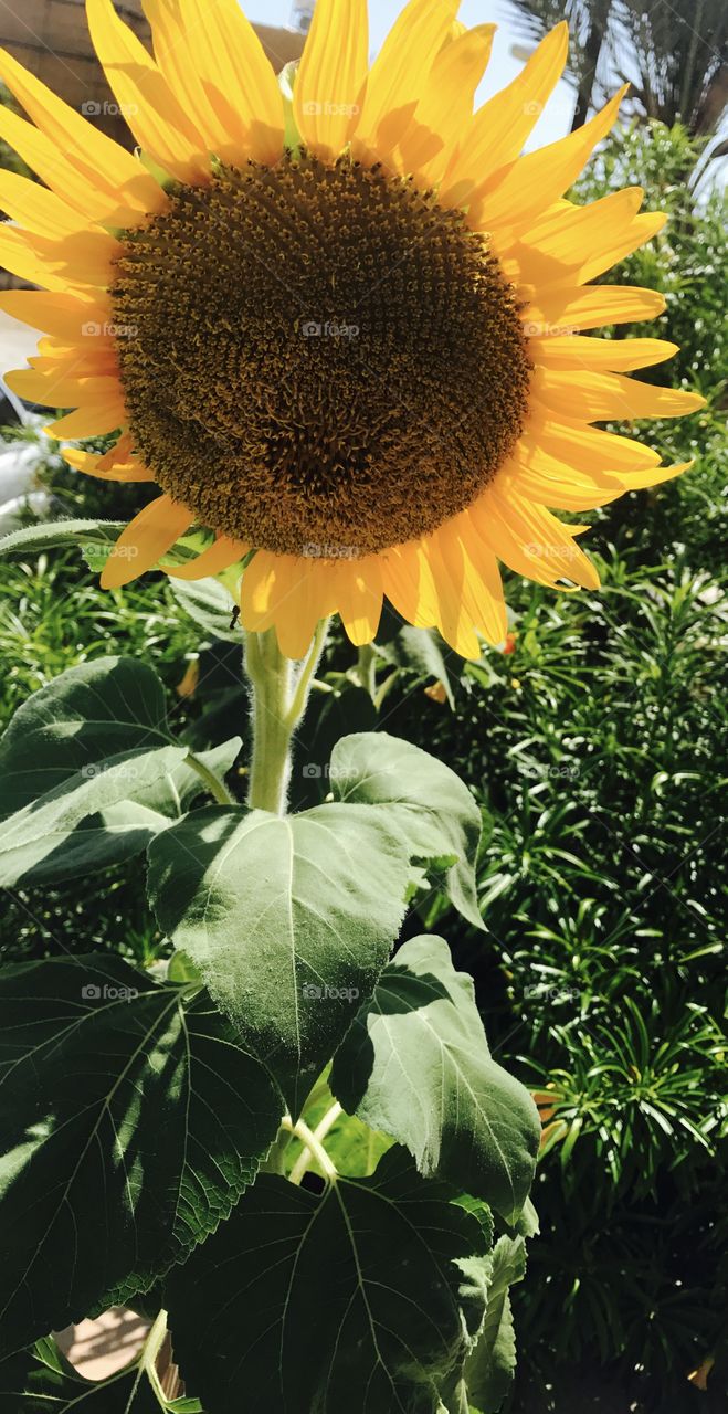 Happy sunflower