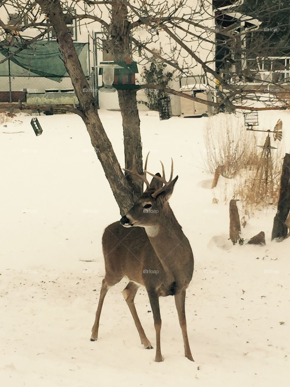 Just a Buck in the yard