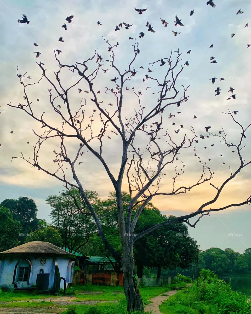 Birds
