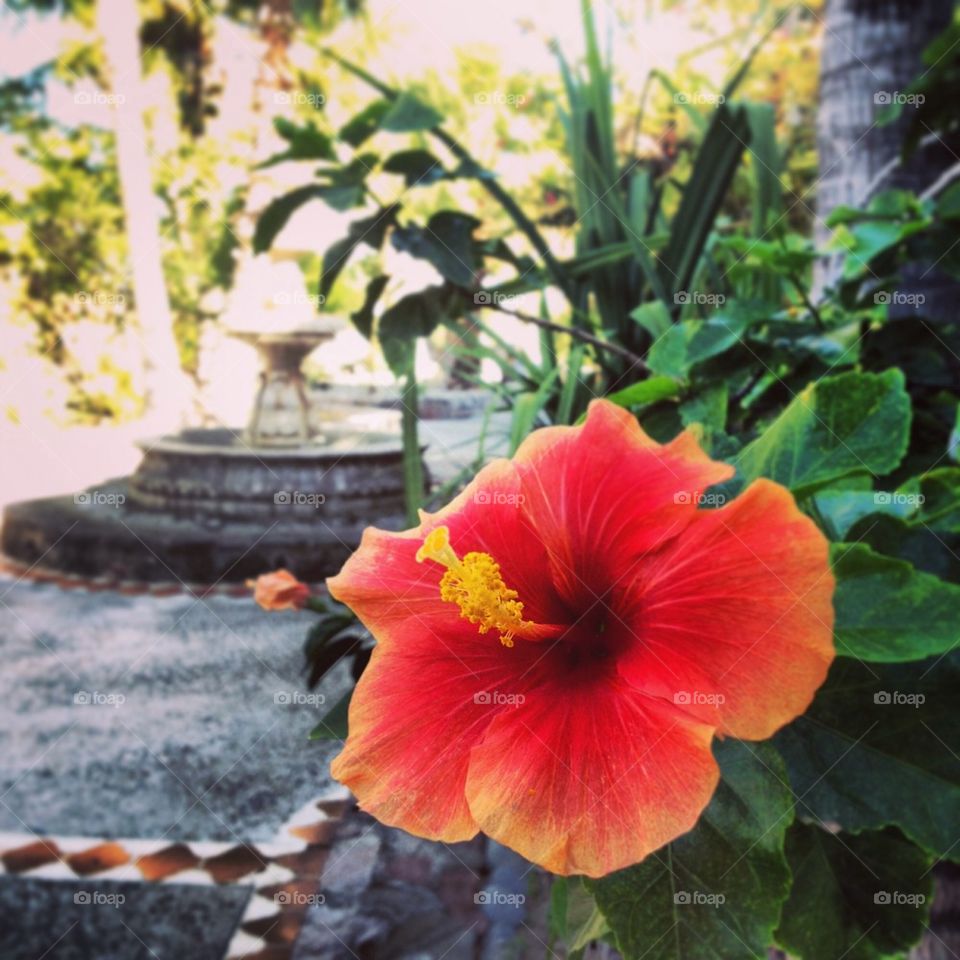 Orange Hibiscus 