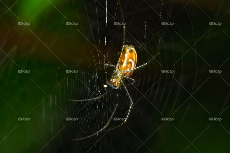 spider. Waiting for prey