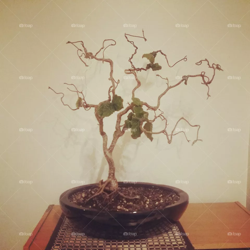 bonsai