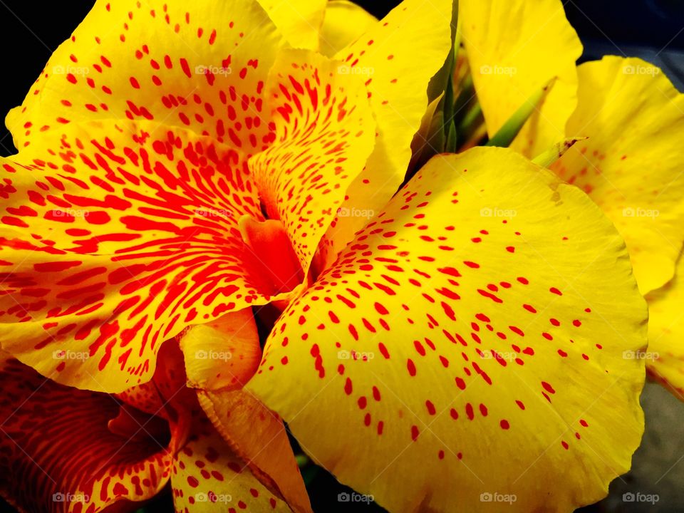 Dappled Spring Day. A beautiful closeup of a yellow flower sprinkled with red splashes 