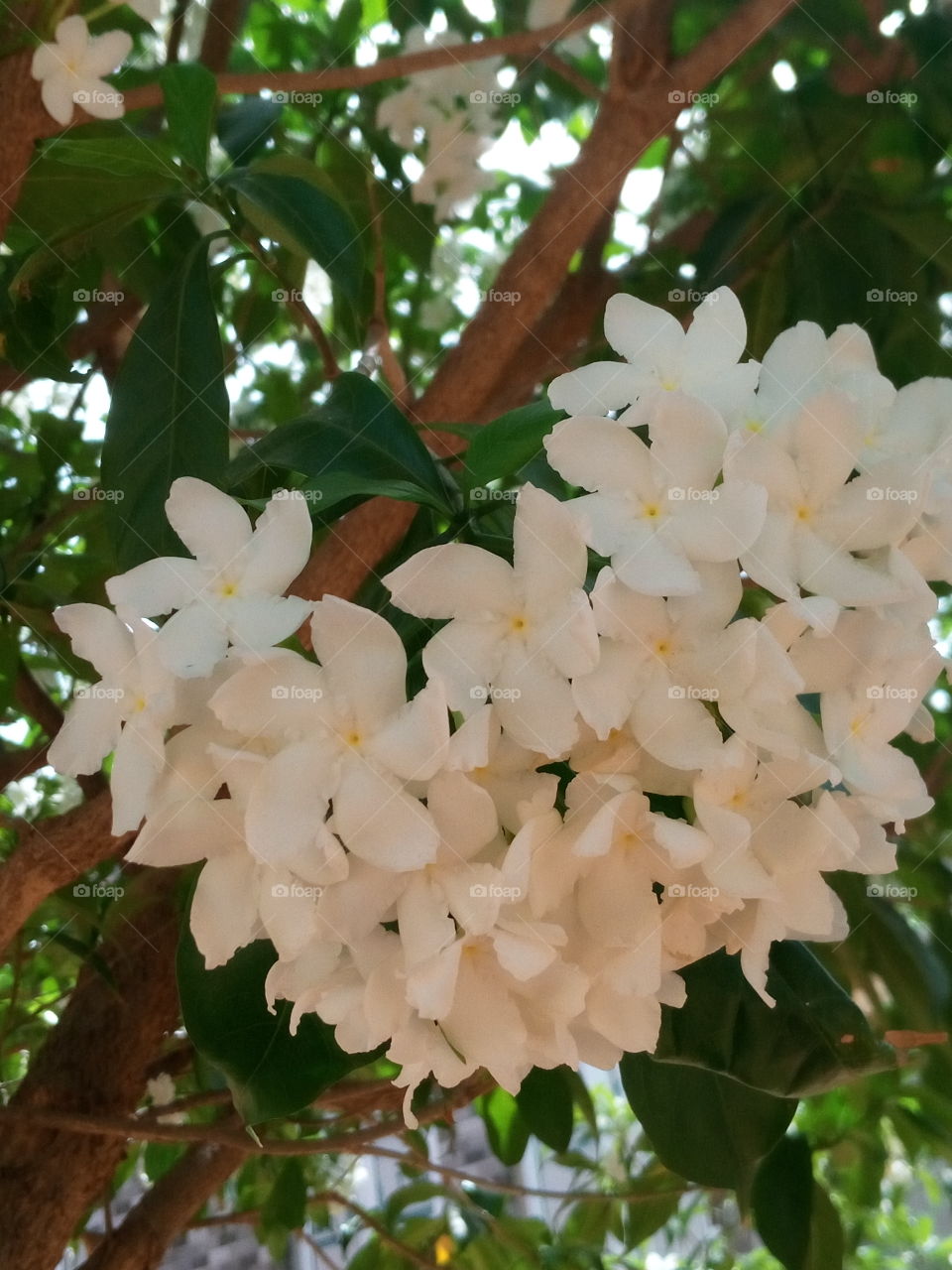 beautiful white flower image