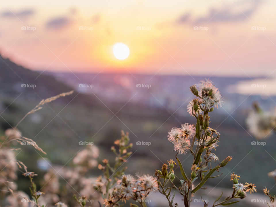 White flowers and buds in spring during sunset