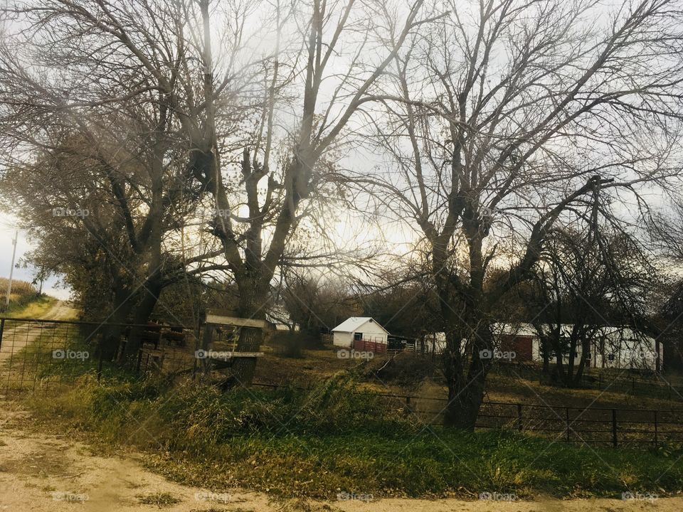 Tree, Landscape, No Person, Weather, Wood