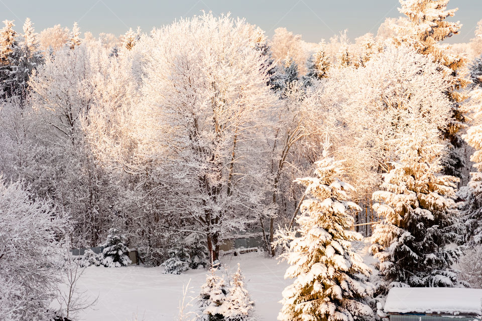 snow trees