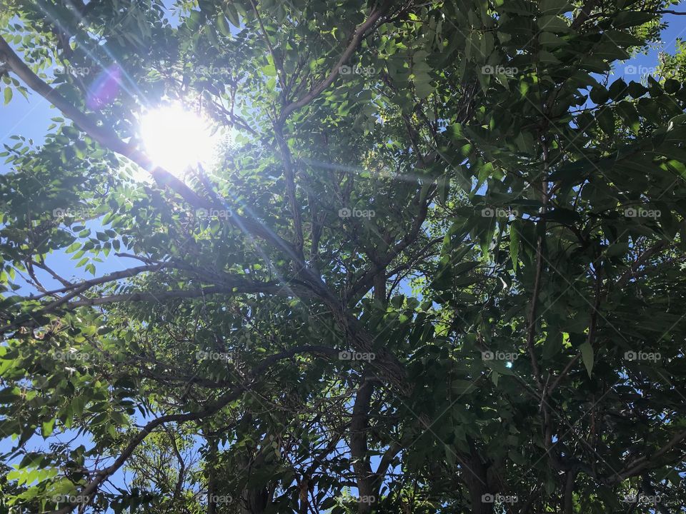 Sunlight coming through tree