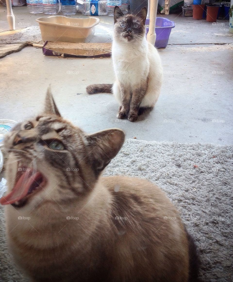 Lola and Ralphy waiting for lunch 