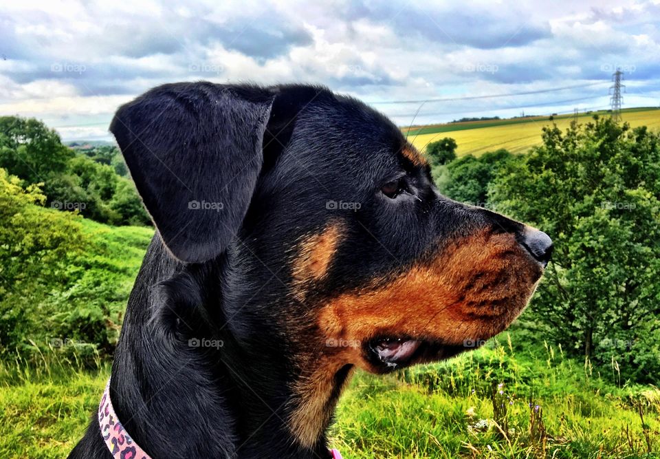 Rottweiler puppy watching horses and enjoying the view.
