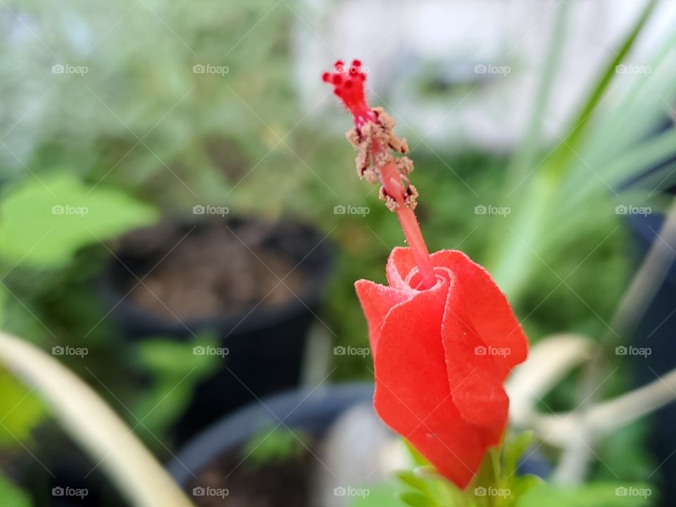 native Texas plant