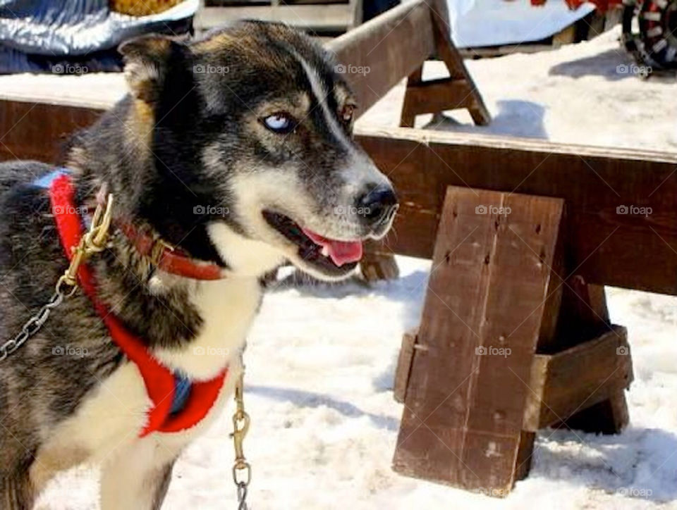 snow winter dog sled by patty