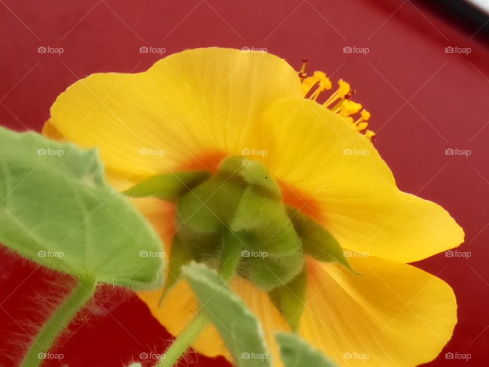 No Person, Nature, Flower, Leaf, Color